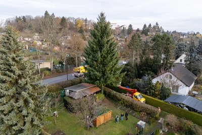 Der Nadelbaum war in der Kleingartensiedlung die letzten Jahren ein echter Hingucker.