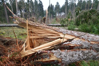 Im Zellwald bei Freiberg hat "Friederike" zahlreiche Bäume umgeworfen. Auch hier sind derzeit noch Wege gesperrt.