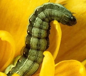 Hat sich manchmal selbst zum Fressen gern: die Raupe eines Eulenfalters (Spodoptera exigua).