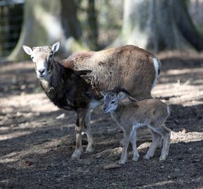 Im Tierpark Waschleithe haben die Mufflons Junge, die derzeit aber deutlich weniger Bewunderer finden als üblich. Weil es kein Kassenpersonal gibt, ist vieles, was in Aue geht, nicht möglich. 