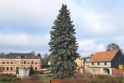 Kerzengerade steht er da, der kreisweit vielleicht größte verwurzelte Weihnachtsbaum.
