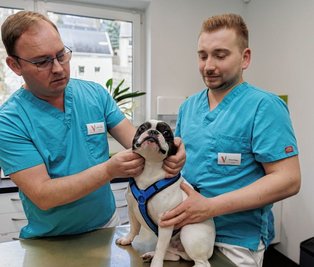 Die Tierärzte Dr. Stanley Geisler (l.) und Marcus Hoppe sind die Inhaber des Zentrums für Kleintiermedizin. Hier untersuchen sie die Französische Bulldogge Snoopy. 