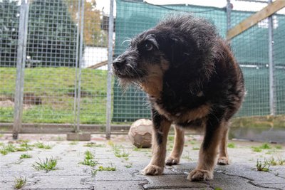 Auslauf hat Mirko auf dem Grundstück vor seinem Zwinger. Gassigehen kann mit dem kleinen charismatischen Rüden niemand.