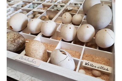 Eier in Hülle und Fülle. Bei manchen ist der Ursprung noch unklar.
