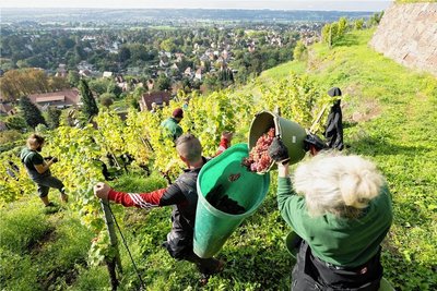 Lese auf einem Weinhang in Radebeul. 