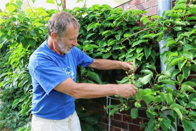 Steffen Janke zeigt im Garten seine exotischen Pflanzen.