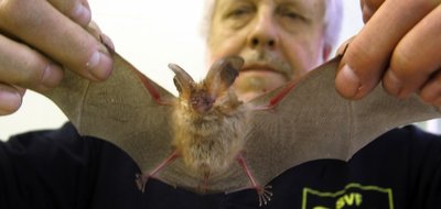 Fledermaus