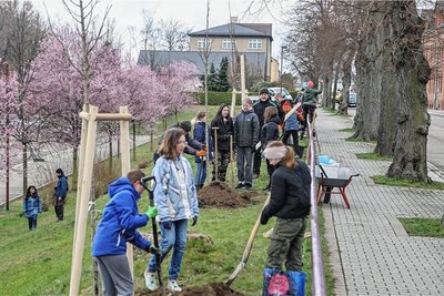 Bei den gepflanzten Bäumen handelt es sich um sechs Jahre alte Linden. 