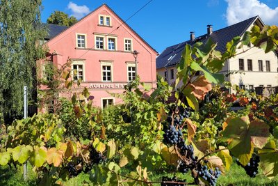 Einmalig in der Region: Der Weinhandel "Maison des Vins" in Freiberg hat einen eigenen Weinberg.
