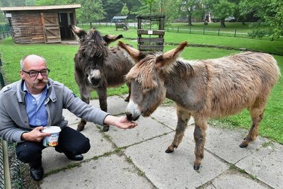 Im Tierpark Freiberg - hier ein Archivfoto mit Leiter Peter Heinrich Eselin Ella und Esel Christoph - drang Schlamm bis zum Gehege der Esel. Foto: Eckardt Mildner/Archiv