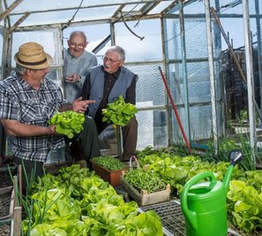 Gartendoktor Gunter Wolf (l.) lobt die Salatpracht im Kleingarten von Roland Arnold (r.) im Freiberger Verein "Freies Land". Gartennachbar Karl Tröger wartet ebenfalls mit solchen Prachtexemplaren auf.