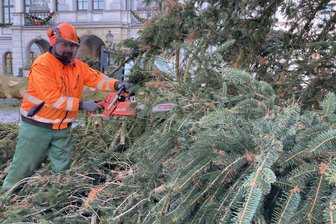 20-Meter-Riese fällt im Vogtland und wird zerlegt - Ron Giegold zerlegt den Baum in seine Einzelteile.