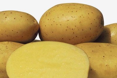 Diese Knollen eignen sich für den Anbau im Kleingarten  - Sorte Belana: Festkochend, frühe Reife, gute Krankheitsabwehr, lagerfähig bis ins Frühjahr. 
