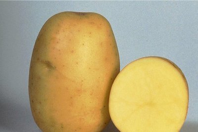 Sorte Gunda: Mehlig kochend, frühe Reife, gute Krankheitsabwehr, durch lange Keimruhe und geringe Neigung zu Schwarzflecken gut lagerfähig.