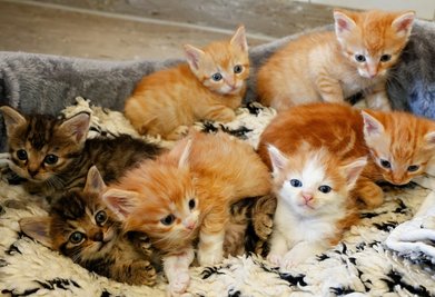 In einem Tierheim werden Katzen - hier ein Bild von sieben Geschwistern in Langenberg - ordnungsgemäß betreut. 