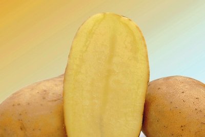 Sorte Talent: Mehlig kochend, mittelfrühe Reife, gute Krankheitsabwehr, sehr gut lagerfähig.  