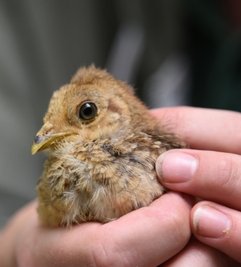 Eines der neuen Goldfasanen-Küken im Klingenthaler Tierpark. IhreHeimat ist das mittlere China.
