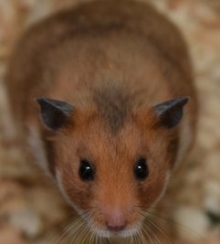 Den ursprünglichen Lebensraum der Goldhamster bilden die Steppen inSyrien.