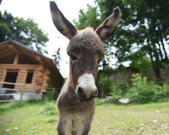 Esel-Nachwuchs gibt es im Tierpark Klingenthal. Ein Name für den jungen Hengst wird noch gesucht. In die Namensfindung sollen natürlich die Besucher mit einbezogen werden.