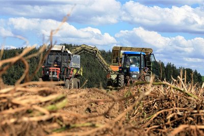 Fünf Personen sind für die Ernte der Kartoffeln notwendig. Drei Frauen stehen auf dem Kartoffelroder, zwei Männer fahren die Traktoren.