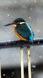 Mit Glück ließ sich der Eisvogel in Neudorf am Bachlauf entdecken. 