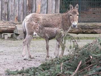 Das Kulan-Fohlen mit seiner Mutter.