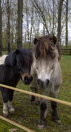 Die zwei Ponys sowie weitere Tiere haben das Tiergehege am Pöhlberg verlassen. 