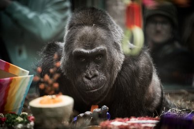 Gorilla Colo, aufgenommen am 23.12.2016 im Zoo von Ohio in Columbus (USA) bei seinem 60. Geburtstag.