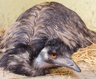 Emu Curly aus dem Auer Zoo der Minis war ein schräger Vogel und deshalb Publikumsliebling. Anfang Juli musste er eingeschläfert werden. 