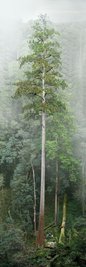 Der 84,1 Meter hohe Baum gilt als höchster bekannter Baum Ostasiens.