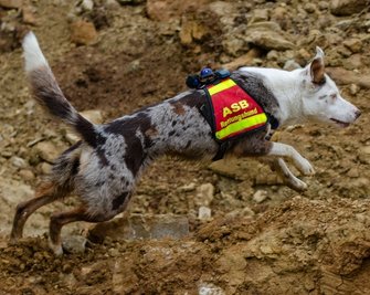 Carola Deppler hat Yuuwa zum Rettungshund ausgebildet. In Zwickau sollen nun weitere Artgenossen folgen. 