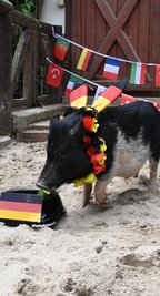 Minischwein Rudi im Auer Zoo der Minis orakelte zur Fußball-EM und lag meist richtig. 