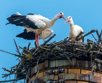 Auf einer Gelenauer Esse hatte es sich im Sommer dieses Storchenpaar gemütlich gemacht - Rückkehr im neuen Jahr nicht ausgeschlossen.