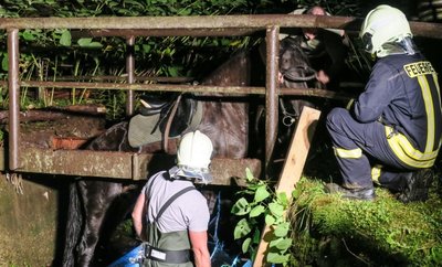 Kurioser Reitunfall: Ein Pferd brach im Bärengrund bei Aue durch eine marode Fußgängerbrücke und kam nicht von allein wieder frei. Die Feuerwehr fand aber auch für dieses Problem eine Lösung. 