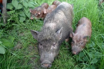 Da der Halter am Mittwochnachmittag nicht ausfindig gemacht werden konnte, sind die Tiere derzeit privat untergebracht. 