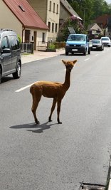 Dieses ausgebüxte Alpaka war am Nachmittag des 10. Juni mitten auf der Karlsbader Straße in Neudorf unterwegs. 