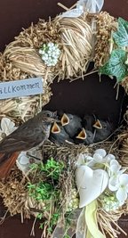 Hausrotschwänzchen hatten sich den Schmuck einer Haustür in Auerbach fürs Nest ausgesucht.