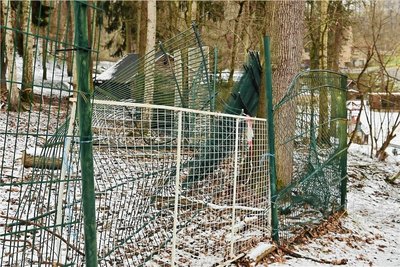 Der Zaun des Damwildgeheges im Naturpark Köbe in Penig wurde durch umgestürzte Bäume beschädigt. 