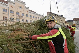 21 Meter hoch und vier Tonnen schwer: Weihnachtsbaum auf dem Zwickauer Hauptmarkt aufgestellt - Forstwirt als Entbindungshelfer im Einsatz: Ernst-Moritz Jacob löst die Schnüre, mit denen der Zwickauer Weihnachtsbaum umwickelt war.