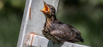 Bei ihren ersten Flugversuchen ruhen sich Jungvögel (im Bild eine Amsel) von Zeit zu Zeit aus. Hilfsbedürftig sind sie dabei nicht. 