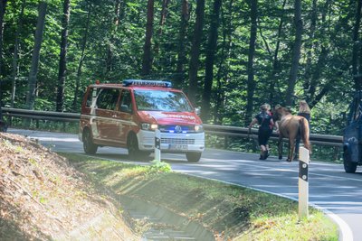 Dieses Pferd spazierte am Mittwoch über die Staatsstraße 222 zwischen Aue und Bernsbach