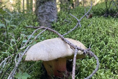 Die Pilzsaison hat begonnen. Schrecken Wanderer nun zurück vor dem Gang in den Wald?