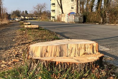 Die Straßenbäume wurden im Vorfeld der Bauarbeiten gefällt.