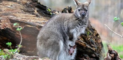 Etwas Geduld ist nötig, um das Känguru mit seinem Nachwuchs vor die Linse zu bekommen. 