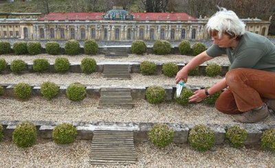 Eine Miniwelt-Mitarbeiterin pflegt die Bäumchen am Schloss Sanssouci.