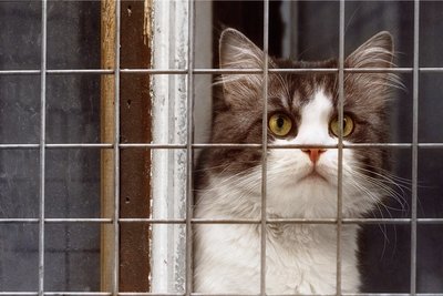 Katzenjammer. 