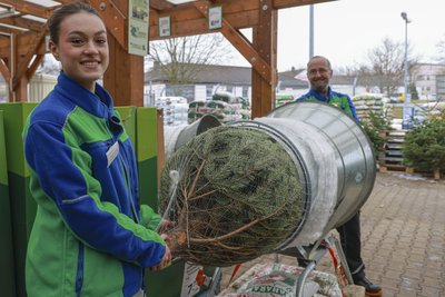 Auszubildende Charlize Ludwig, Marktleiter Udo Schreiter und das weitere Team vom RHG-Markt in Annaberg-Buchholz haben derzeit alle Hände voll zu tun mit dem Verkauf von Weihnachtsbäumen.