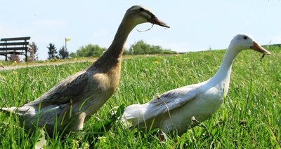 Die beiden Indischen Laufenten des Naturhofs Vogtland. 