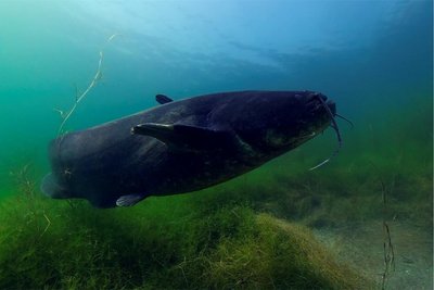 Der Wels ist der größte Süßwasserfisch Europas und ist ein Protagonist der preisgekrönten Naturdoku "Ungezähmt - Im Fluss des Lebens". Foto: Uwe Müller