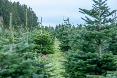 Auf dem Christbaumhof Hubertushof Zwönitz brummt ebenfalls das Weihnachtsgeschäft. Auf dem 15 Hektar großen Hof können Kunden Weihnachtsbäume in ganz verschiedenen Größen kaufen.